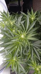 Floraison  22 (3)