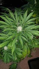 Floraison  42 (3)
