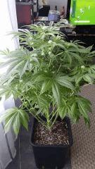Floraison  32 (17)