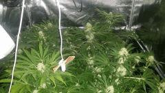 Floraison  41 (14)