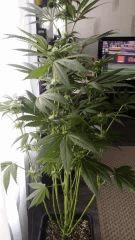 Floraison  38 (2)