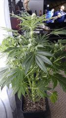 Floraison  32 (9)