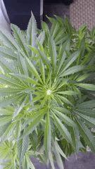 Floraison  25 (12)