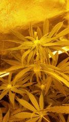 Floraison  30 (4)