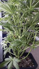 Floraison  18 (4)