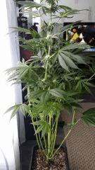 Floraison  34 (2)