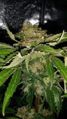 Floraison  62 (9)