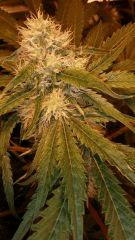 Floraison  40 (17)