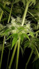 Floraison  57 (15)