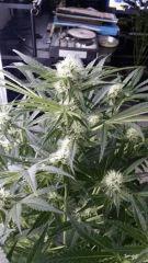 Floraison  31 (11)