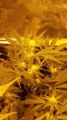 Floraison  26 (16)