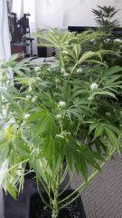 Floraison  36 (18)