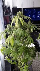 Floraison  70 (16)