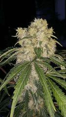 Floraison  54 (22)