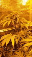Floraison  59 (2)