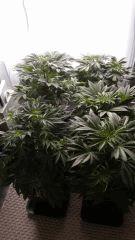 Floraison  18 (13)
