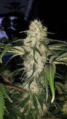 Floraison  45 (22)