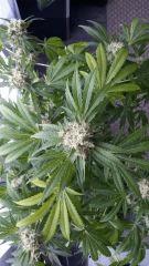 Floraison  58 (15)