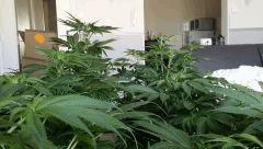 Floraison  20 (16)