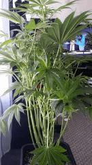 Floraison  25 (11)