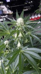 Floraison  32 (5)