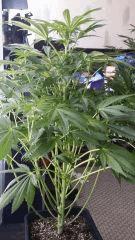 Floraison  25 (9)