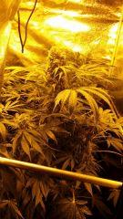 Floraison  49 (4)