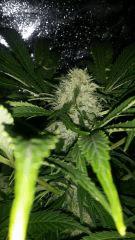 Floraison  47 (9)