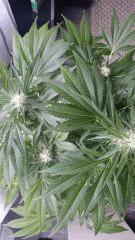 Floraison  45 (5)