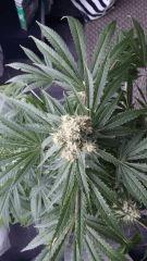 Floraison  48 (18)