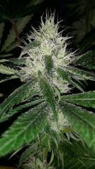 Floraison  45 (24)
