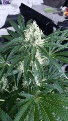 Floraison  46 (16)