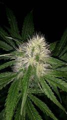 Floraison  37 (17)