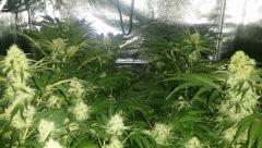 Floraison  47 (15)