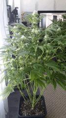 Floraison  37 (10)