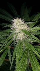 Floraison  36 (14)