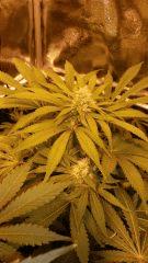 Floraison  40 (4)
