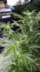 Floraison  22 (13)