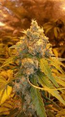 Floraison  60 (8)