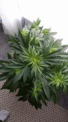 Floraison  16 (10)