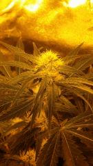 Floraison  30 (9)
