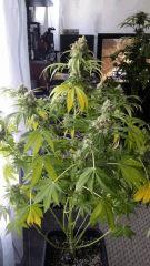 Floraison  61 (15)