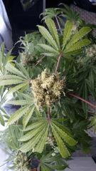 Floraison  64 (18)