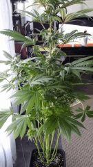 Floraison  46 (2)