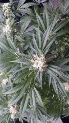 Floraison  45 (11)