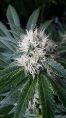 Floraison  38 (20)