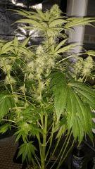 Floraison  42 (6)