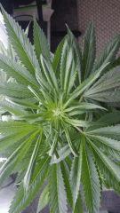 Floraison  24 (1)