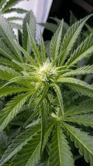 Floraison  21 (8)