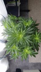 Floraison  18 (3)